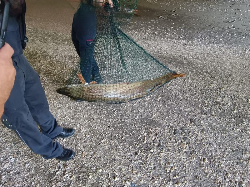 POL-UL: (UL) Ulm - Tolle Hechte retten Hecht / Die Polizei und Feuerwehr entließen den kapitalen Raubfisch am Donnerstag in Ulm-Wiblingen in die Freiheit. - Foto: presseportal.de