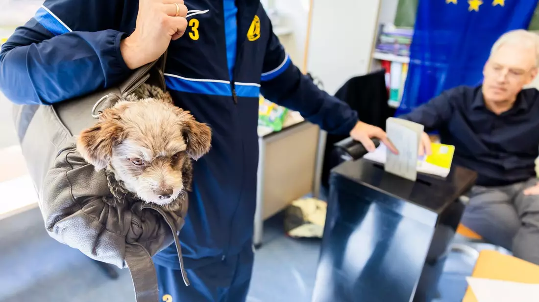 Hund Jogi ist im Wahllokal in der Grundschule am Ritterfeld im Ortsteil Kladow im Berliner Bezirk Spandau bei der Stimmabgabe zur Europawahl 2024 dbaei. - Bild: Christoph Soeder/dpa