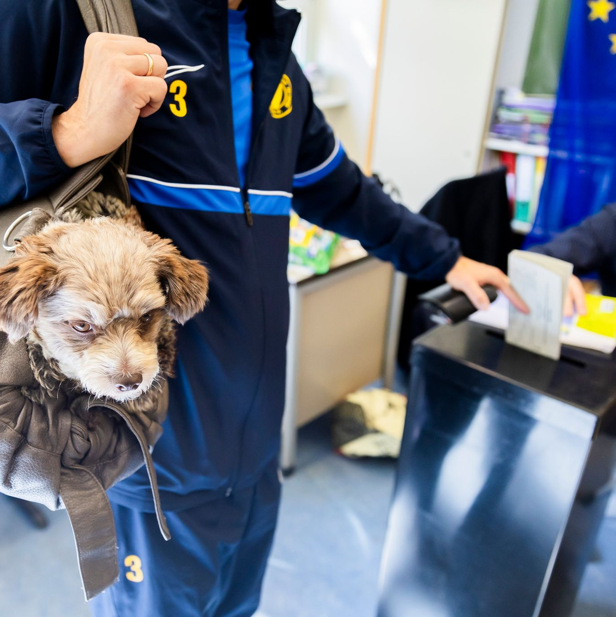 Hund Jogi ist im Wahllokal in der Grundschule am Ritterfeld im Ortsteil Kladow im Berliner Bezirk Spandau bei der Stimmabgabe zur Europawahl 2024 dbaei. - Foto: Christoph Soeder/dpa
