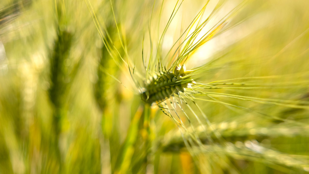 Eine Gerstenähre leuchtet im Sonnenlicht. - Foto: Thomas Banneyer/dpa