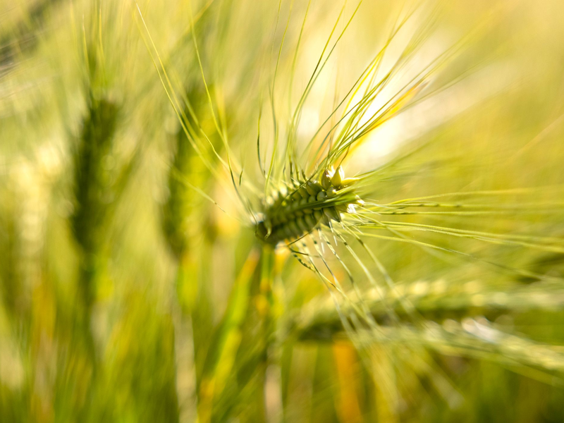 Eine Gerstenähre leuchtet im Sonnenlicht. - Foto: Thomas Banneyer/dpa