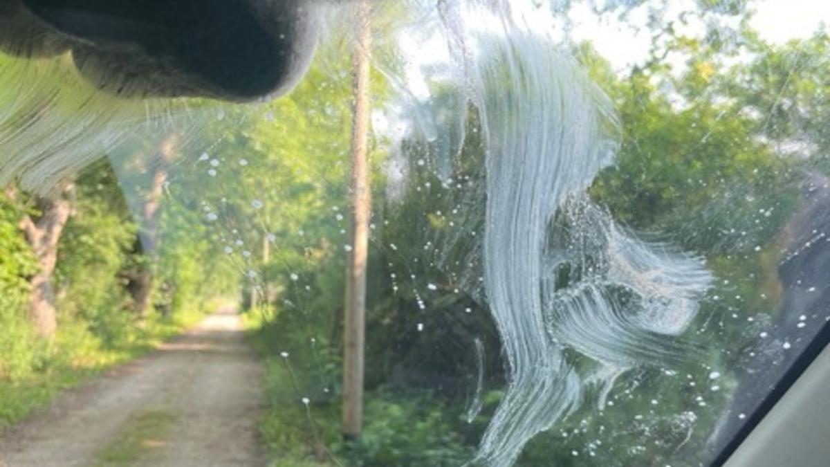 POL-NB: Pferde mögen Streifenwagen - Foto: presseportal.de