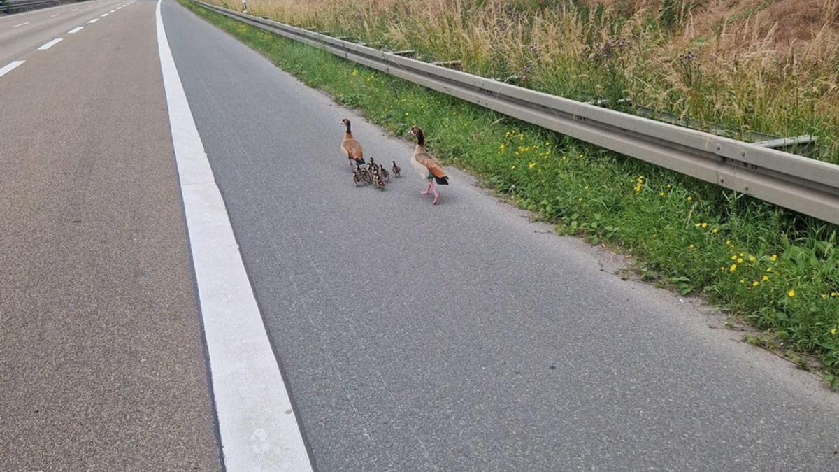 POL-DA: Rüsselsheim: Nilgansfamilie nach Autobahnsperrung wohlauf - Foto: presseportal.de
