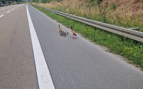 POL-DA: Rüsselsheim: Nilgansfamilie nach Autobahnsperrung wohlauf - Foto: presseportal.de