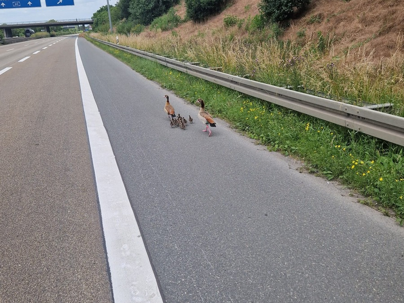 POL-DA: Rüsselsheim: Nilgansfamilie nach Autobahnsperrung wohlauf - Foto: presseportal.de