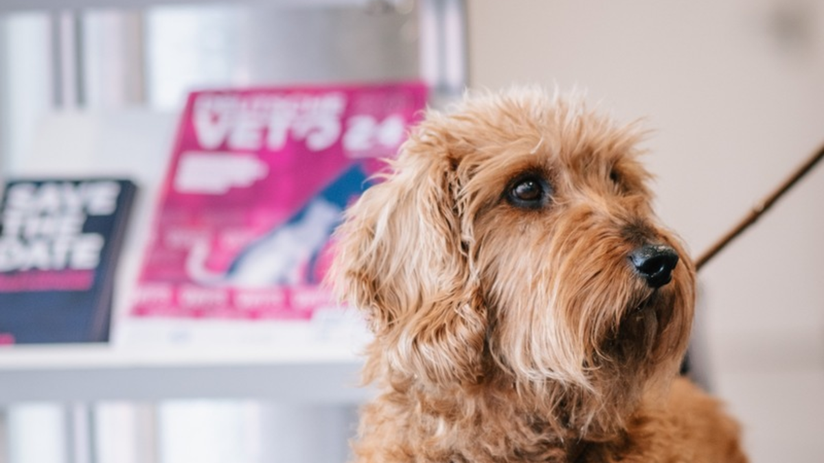 DeutscheVET überzeugt mit hochkarätigem Programm und Innovationen - Foto: presseportal.de