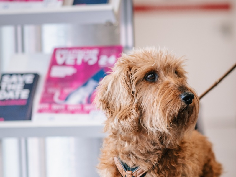 DeutscheVET überzeugt mit hochkarätigem Programm und Innovationen - Foto: presseportal.de