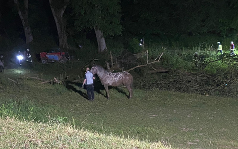 FW Borgentreich: Pferd musste von der Feuerwehr gerettet werden. - Foto: presseportal.de