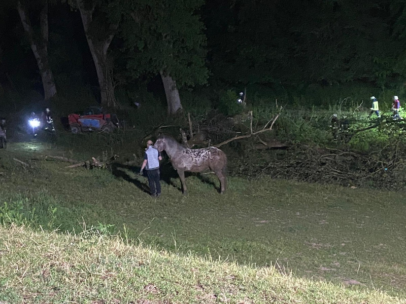 FW Borgentreich: Pferd musste von der Feuerwehr gerettet werden. - Foto: presseportal.de