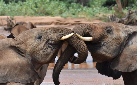 Elefanten sprechen sich einer Studie zufolge womöglich mit namenähnlichen Rufen an. - Foto: George Wittemyer/Springer Nature/dpa