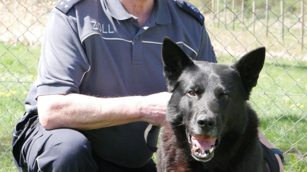 HZA-UL: Immer auf der Suche - Zollhundetrainer Dieter Lohr geht nach 48 Dienstjahren in den Ruhestand - Foto: presseportal.de