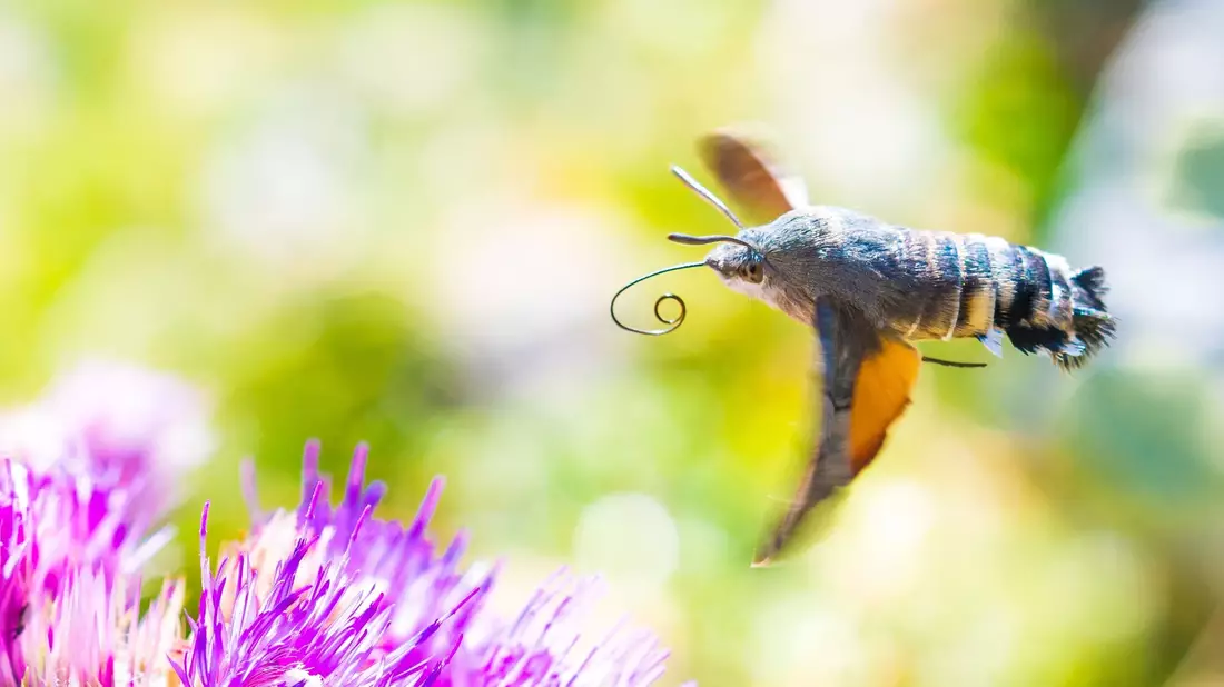 Viele der gen Süden ziehenden Insekten sind bekannte Gartenbewohner - so auch das Taubenschwänzchen. - Bild: Will Hawkes/University of Exeter/dpa