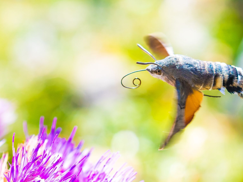 Viele der gen Süden ziehenden Insekten sind bekannte Gartenbewohner - so auch das Taubenschwänzchen. - Foto: Will Hawkes/University of Exeter/dpa