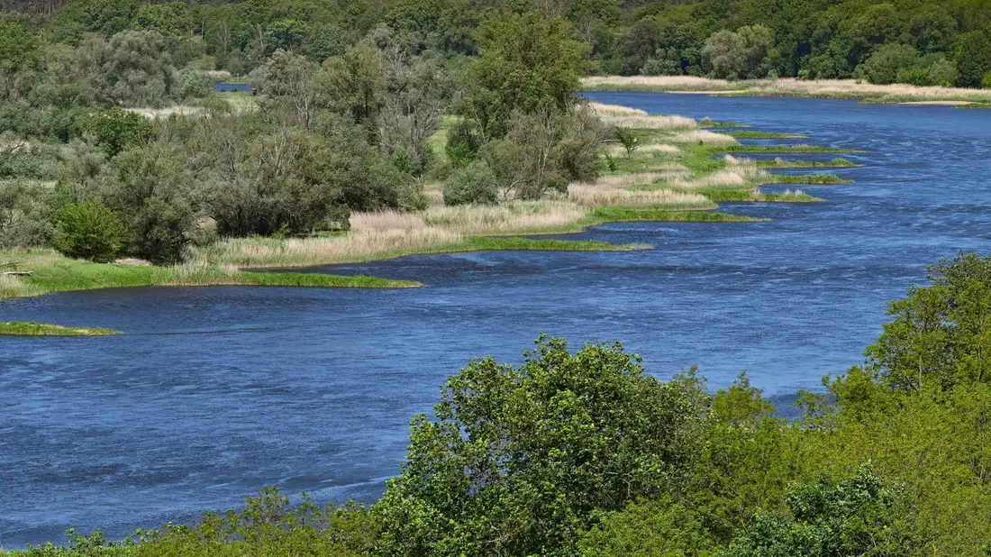 Zwei Jahre nach dem Fischsterben in der Oder haben polnische Behörden erneut giftige Goldalgen im Fluss entdeckt. - Bild: Patrick Pleul/dpa