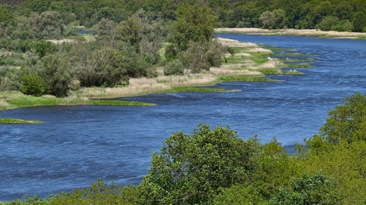 Zwei Jahre nach dem Fischsterben in der Oder haben polnische Behörden erneut giftige Goldalgen im Fluss entdeckt. - Foto: Patrick Pleul/dpa