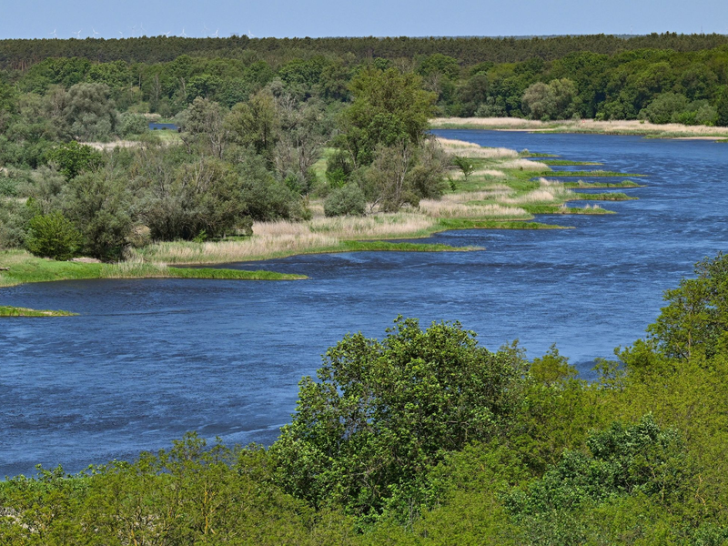 Zwei Jahre nach dem Fischsterben in der Oder haben polnische Behörden erneut giftige Goldalgen im Fluss entdeckt. - Foto: Patrick Pleul/dpa