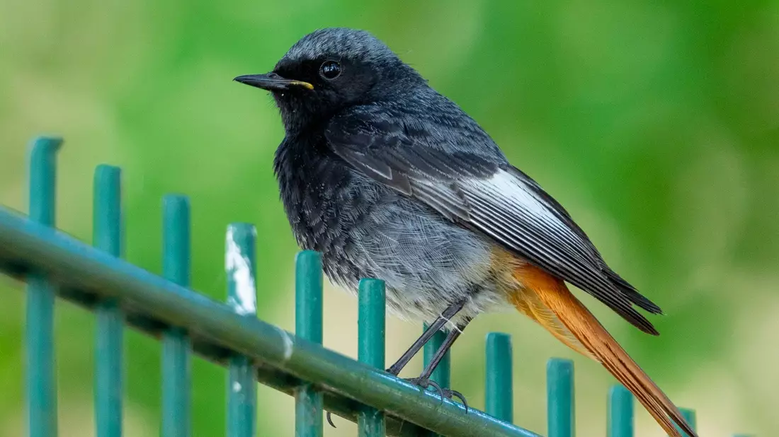 Hausrotschwanze (Phoenicurus ochruros) lieben höhergelegene Orte wie Baumkronen, Dachgiebel oder Mauern. - Bild: Georg Moritz/dpa