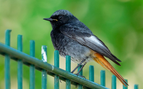 Hausrotschwanze (Phoenicurus ochruros) lieben höhergelegene Orte wie Baumkronen, Dachgiebel oder Mauern. - Foto: Georg Moritz/dpa