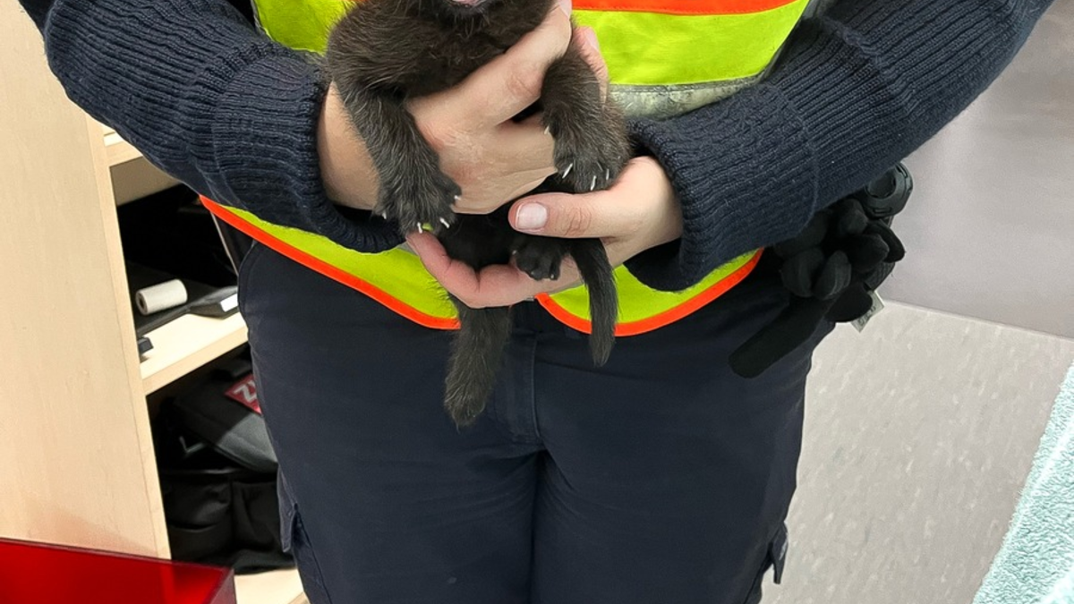 POL-OG: Bühl, A5 - Kätzchen auf der Überholspur - Foto: presseportal.de