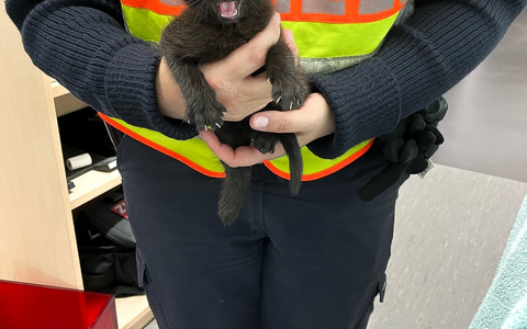 POL-OG: Bühl, A5 - Kätzchen auf der Überholspur - Foto: presseportal.de