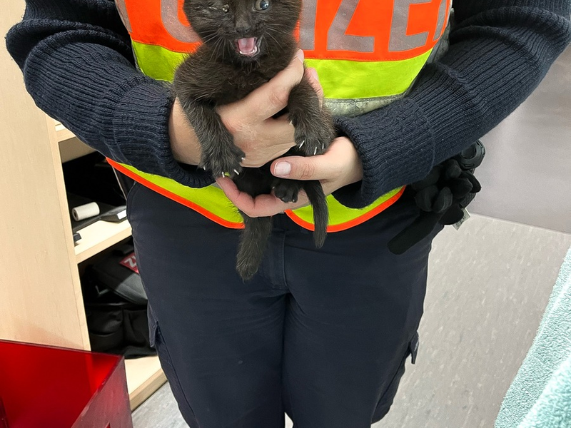 POL-OG: Bühl, A5 - Kätzchen auf der Überholspur - Foto: presseportal.de