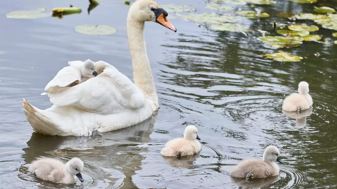 Eine Schwanen-Mutter ist mit ihren drei bis vier Tage alten Schwanenküken an der Außenalster unterwegs. - Bild: Georg Wendt/dpa
