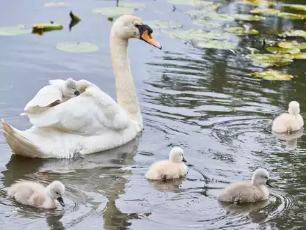 Eine Schwanen-Mutter ist mit ihren drei bis vier Tage alten Schwanenküken an der Außenalster unterwegs. - Foto: Georg Wendt/dpa