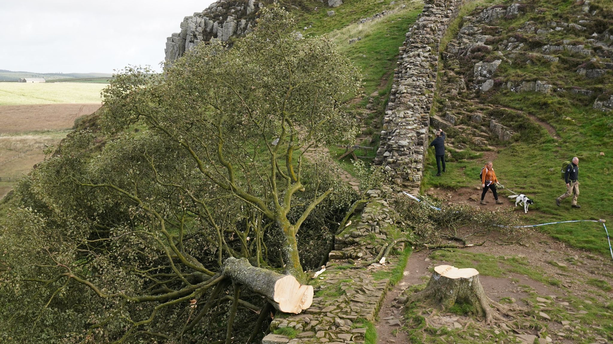 Der illegal gefällte Berg-Ahorn-Baum («Sycamore Tree») am Hadrianswall in Northumberland. Der Vorfall hatte in Großbritannien große Betroffenheit ausgelöst. - Foto: Owen Humphreys/Press Association/dpa