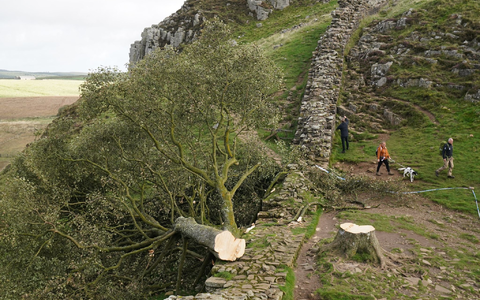 Der illegal gefällte Berg-Ahorn-Baum («Sycamore Tree») am Hadrianswall in Northumberland. Der Vorfall hatte in Großbritannien große Betroffenheit ausgelöst. - Foto: Owen Humphreys/Press Association/dpa