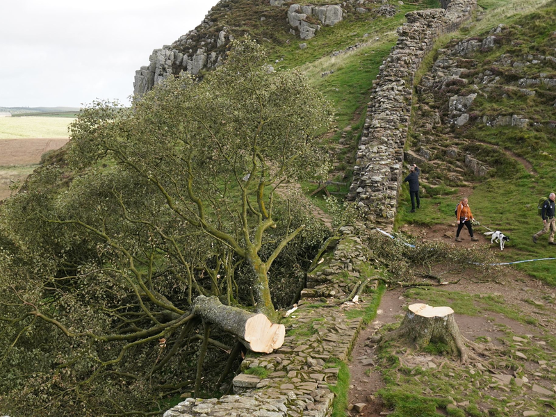 Der illegal gefällte Berg-Ahorn-Baum («Sycamore Tree») am Hadrianswall in Northumberland. Der Vorfall hatte in Großbritannien große Betroffenheit ausgelöst. - Foto: Owen Humphreys/Press Association/dpa