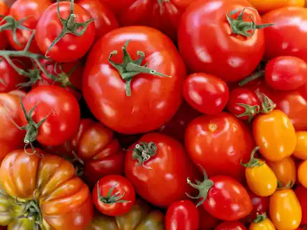ZDF-Doku über das Lieblingsgemüse der Deutschen: planet e.: Genuss mit Beigeschmack – Tomaten - Foto: presseportal.de