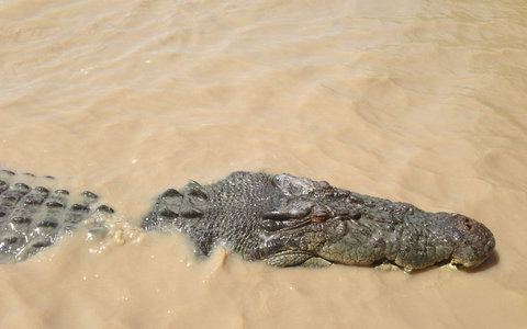 Vom Angreifer zum Festessen: Über Monate lauert ein Krokodil Einwohnern einer australischen Aborigine-Gemeinde auf. Bis sich die Menschen wehren. (Symbolbild) - Foto: Neda Vanovac/AAP/EPA/dpa