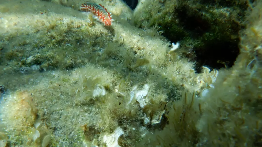 Ein Feuerwurm (Hermodice carunculata) zwischen Korallen im Meer. - Bild: Ivan Gatì/Ozeanographisches und Geophysikalisches Institut in Italien/dpa