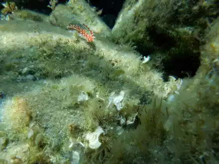 Ein Feuerwurm (Hermodice carunculata) zwischen Korallen im Meer. - Foto: Ivan Gatì/Ozeanographisches und Geophysikalisches Institut in Italien/dpa