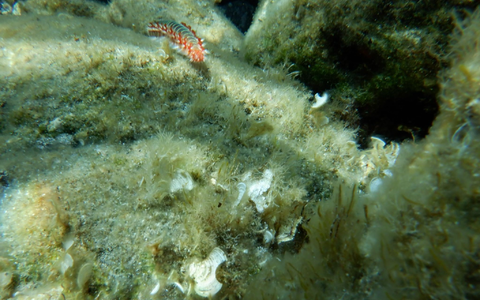 Ein Feuerwurm (Hermodice carunculata) zwischen Korallen im Meer. - Foto: Ivan Gatì/Ozeanographisches und Geophysikalisches Institut in Italien/dpa