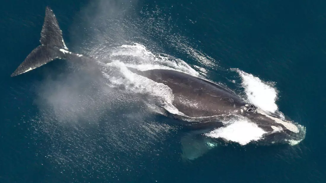 Die Ureinwohner des Makah-Stammes hatten jahreland von der Grauwaljagd gelebt. - Bild: ---/NOAA/AP/dpa