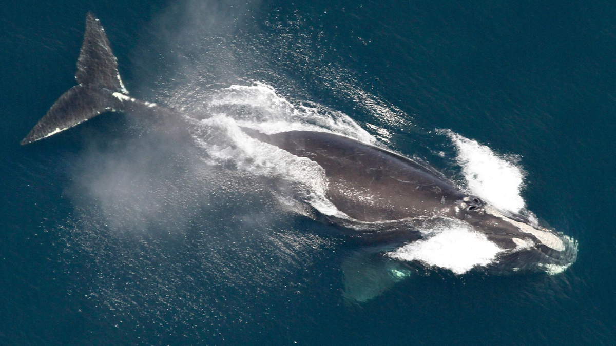 Die Ureinwohner des Makah-Stammes hatten jahreland von der Grauwaljagd gelebt. - Foto: ---/NOAA/AP/dpa