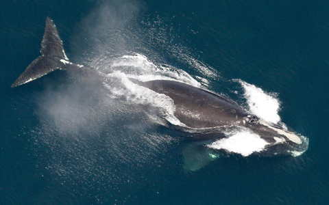 Die Ureinwohner des Makah-Stammes hatten jahreland von der Grauwaljagd gelebt. - Foto: ---/NOAA/AP/dpa