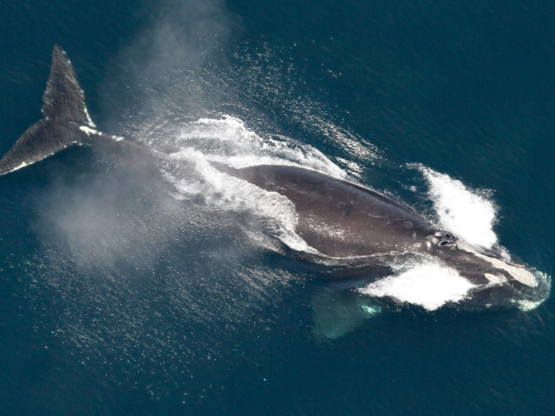 Die Ureinwohner des Makah-Stammes hatten jahreland von der Grauwaljagd gelebt. - Foto: ---/NOAA/AP/dpa