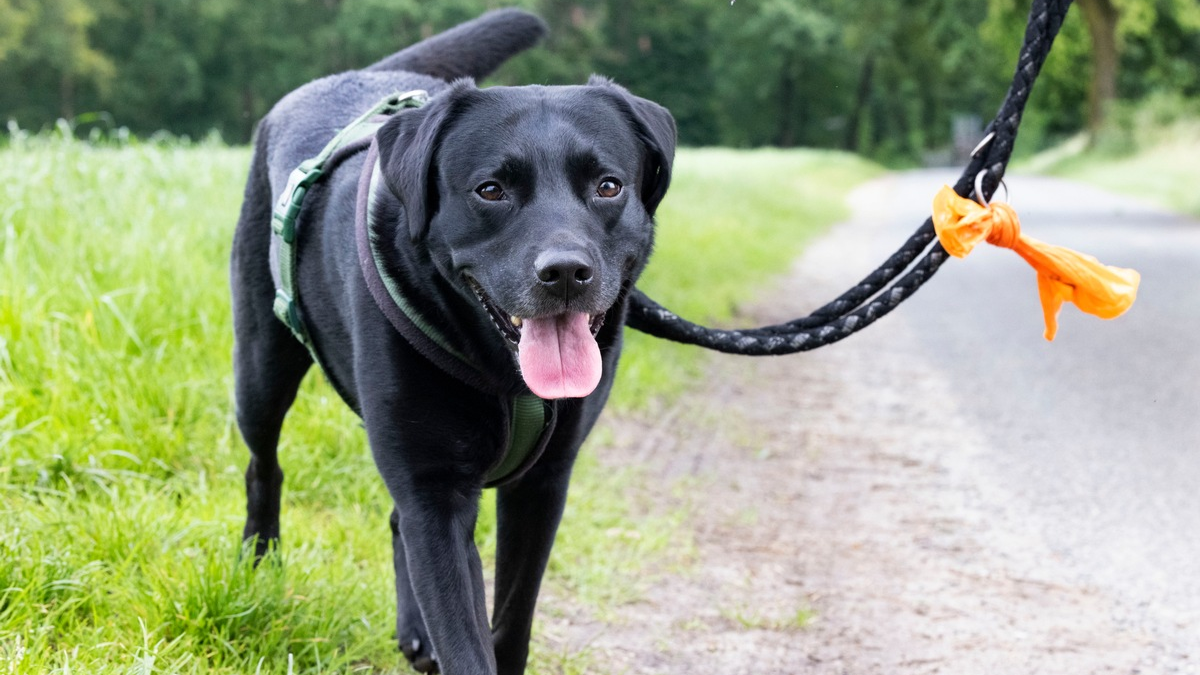 Wurmbefall bei Hunden: Die Parasiten laufen mit - Foto: presseportal.de