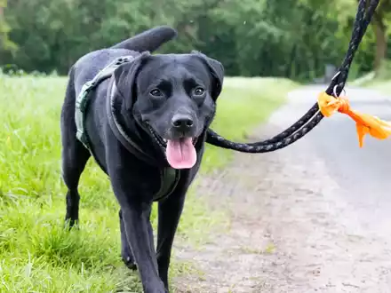 Wurmbefall bei Hunden: Die Parasiten laufen mit - Foto: presseportal.de