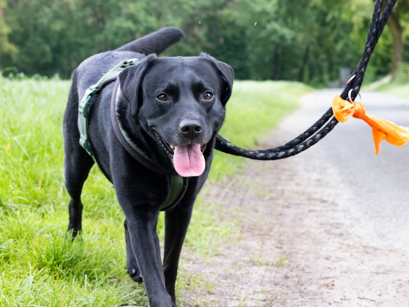 Wurmbefall bei Hunden: Die Parasiten laufen mit - Foto: presseportal.de