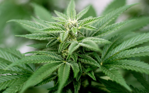 Privater Cannabis-Anbau ist seit dem 1. April legal. - Foto: Matt Masin/Zuma Press/dpa