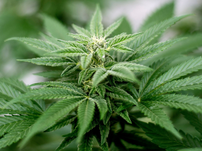 Privater Cannabis-Anbau ist seit dem 1. April legal. - Foto: Matt Masin/Zuma Press/dpa