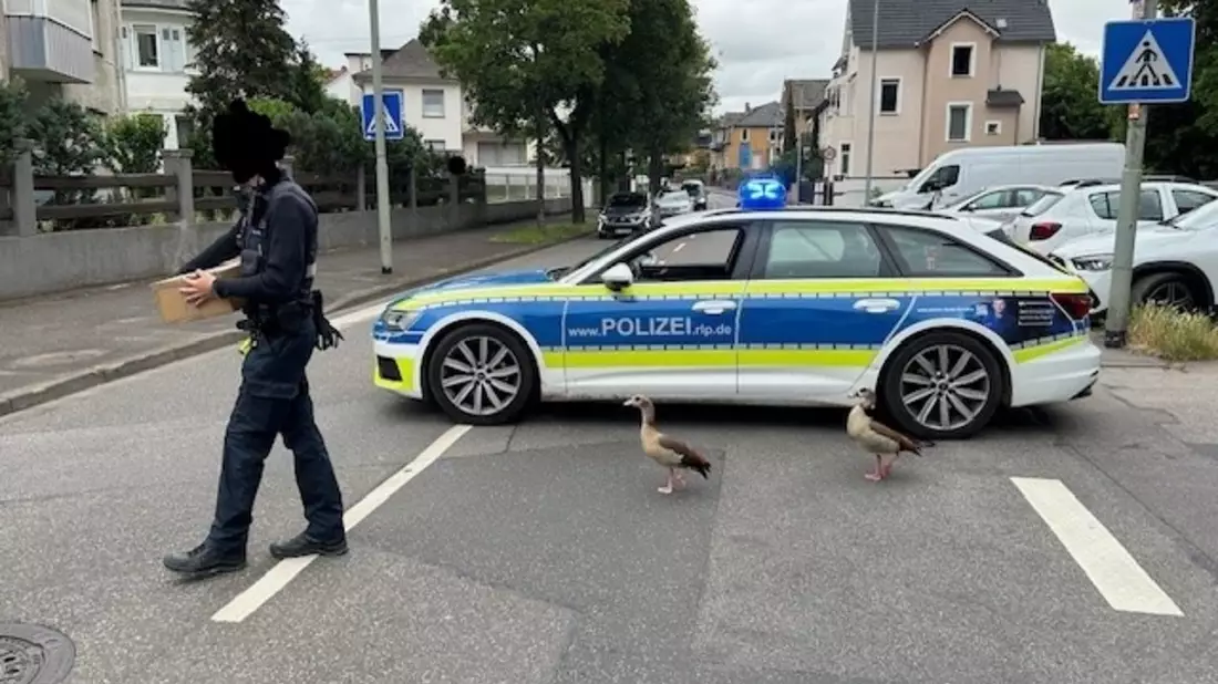 POL-PDKH: Im Gänseschritt, Marsch! - Bild: presseportal.de