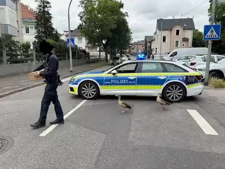 POL-PDKH: Im Gänseschritt, Marsch! - Foto: presseportal.de