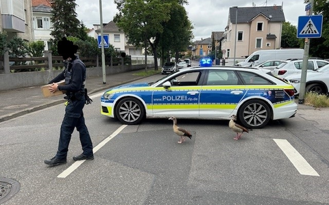 POL-PDKH: Im Gänseschritt, Marsch! - Foto: presseportal.de