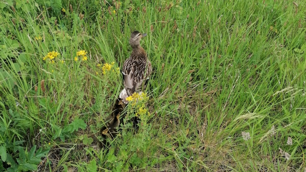 FW Bremerhaven: Feuerwehr Bremerhaven rettet Entenfamilie - Foto: presseportal.de