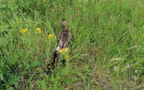 FW Bremerhaven: Feuerwehr Bremerhaven rettet Entenfamilie - Foto: presseportal.de
