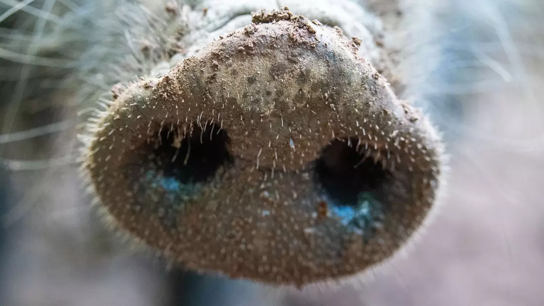 Für Menschen und andere Tierarten ist die Viruserkrankung ungefährlich - bei Haus- und Wildschweinen dagegen unheilbar und verläuft fast immer tödlich. - Bild: Lino Mirgeler/dpa